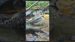 Northern Flicker Woodpecker [upl. by Alleunamme280]