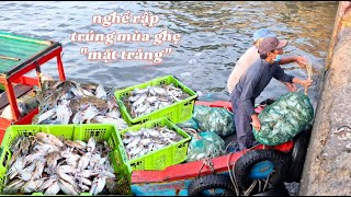 👉Hàng tấn ghẹ mặt trăng nghề rập về cảng Tons of crabs and moons arrive at the port to make traps [upl. by Adnarram]