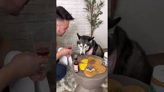 Preparando una Cena Elegante para Mi Husky ¡Mira su Reacción 👀😳 [upl. by Leunad]