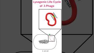 Lysogenic Cycle of Lambdaphage microbiology bacteriophage animation [upl. by Kciredohr47]