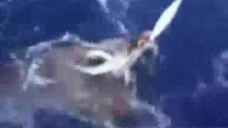 first giant squid caught and video taped [upl. by Ateekram]