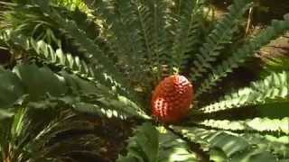 The Garden Gurus  Growing Cycads [upl. by Renita]