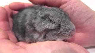 Baby Chinchilla Dozes Off in my Hand [upl. by Bonnie768]