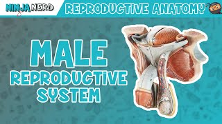 Anatomy of Male Reproductive System  Model [upl. by Aidin]