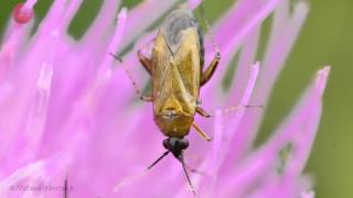 Plant Bug or Mirid Bug Plagiognathus arbustorum on Thistle Flower Silybum marianum [upl. by Anhaj378]