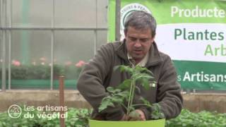 Comment planter des tomates en pots [upl. by Ortensia]