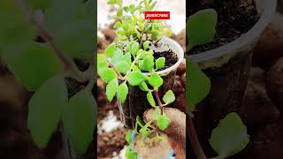 Ideal Hanging Plant shorts gardening gardeningtips trending viral [upl. by Ciapha53]