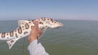 Leopard Shark Fishing  Alviso CA [upl. by Airres]