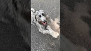 ‼️ wolfhound sploot 360 ‼️ irishwolfhound [upl. by Akienahs215]