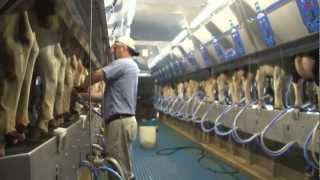 How 100 Canadian milk gets from farm to table [upl. by Jeunesse31]