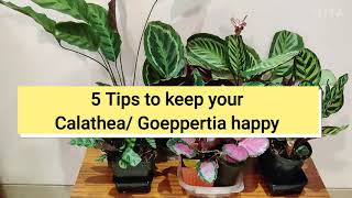 5 Tips to keep your Calathea Goeppertia happy [upl. by Metabel]