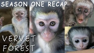 Amazing Baby Orphan Monkey Rescues  The Vervet Forest  Season 1 Recap [upl. by Ettennaj99]