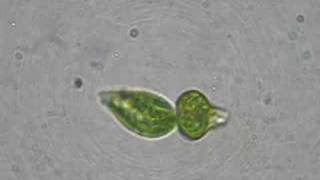 Binary fission Euglena [upl. by Klingel]