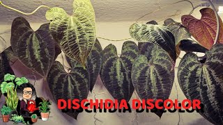 Dischidia Discorea małe ogarnianie [upl. by Yartnoed]