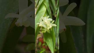 Orchid Epidendrum vesicatum Квіточки не виразні а загалом дуже естетична рослина [upl. by Rein]