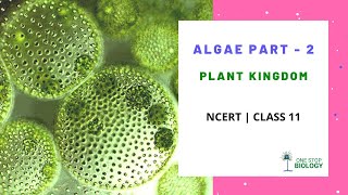 Plant Kingdom  Algae  Part 2  NCERT  Class 11  Chapter 3  Biology in Hindi [upl. by Emeline325]