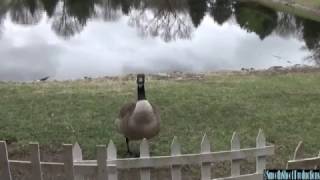 angry CANADA GOOSE HISSES at me [upl. by Yarised]