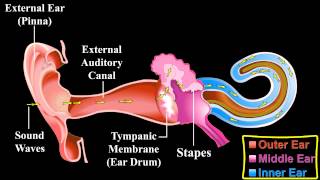 The Ear   About the Ear   Mechanism of Hearing [upl. by Thacker]