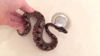 How to bath ball python correctly [upl. by Tnecnev]