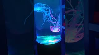 Jellyfish lamp Link is in the bio jellyfishlamp [upl. by Ecniuq]