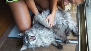 FUNNY CAT MEOW  MAINE COON CAT MEOWS AND GETS A MASSAGE 😻😸😻 SO SWEET LION CAT [upl. by Tumer]