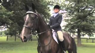 The beauty of the American Saddlebred [upl. by Nosiaj748]