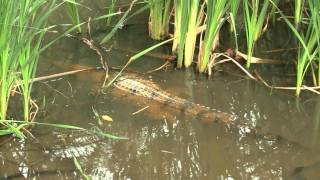 Australian Freshwater Crocodile Johnstons Crocodile Crocodylus johnsoni  Australien Krokodil [upl. by Kelsi]