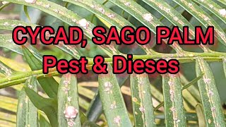 CYCAD SAGO Palm Pest amp Diseases with Treatment  Sago Palm Yellow Fronds  How to Treat with Scale [upl. by Herzberg476]