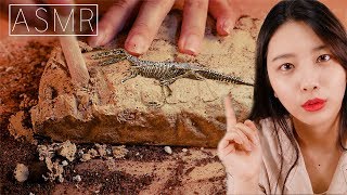 ASMR 공룡 화석발굴 상황극 롤플레잉Roleplay꿀꿀선아suna asmr化石発掘 fossil excavation ASMRrelaxing [upl. by Nivart]