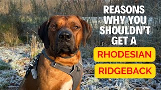 Why you shouldnt get a Rhodesian Ridgeback [upl. by Annahs]