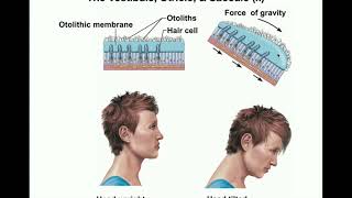 Anatomy  Physiology of the Utricle amp Saccule Otolithic Organs [upl. by Enahpad]