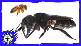 Mega Bee thought extinct has been rediscovered  Guinness World Records [upl. by Ermengarde]