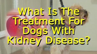 What Is The Treatment For Dogs With Kidney Disease [upl. by Brittany]