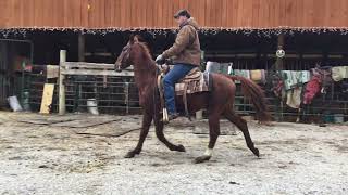 Pending 83 13yr old 141h hackneysaddlebred gelding 675 Deadline 12123 [upl. by Namsaj]