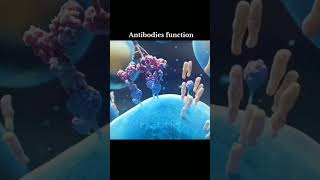 antibody functions antibody function anatomy humananatomy anatomyclass biology anatomytuition [upl. by Sidalg]