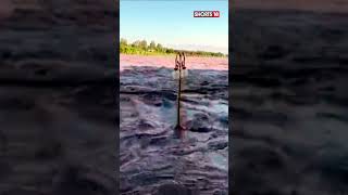 Chenab Bridge  Chenab River Has Reached The Danger Mark In The Akhnoor Area Of Jammu  shorts [upl. by Treboh]