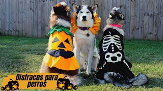 DISFRACES DE HALLOWEEN Para PERROS Más Divertidos🎃🐶🐺 [upl. by Libbi]