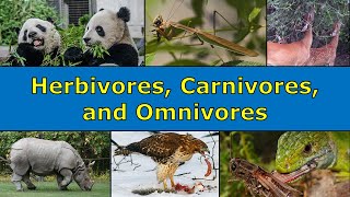 Herbivores Carnivores and Omnivores Overview [upl. by Wiersma]