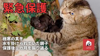 【緊急保護】迫害された親子ねこ [upl. by Lotsirhc]