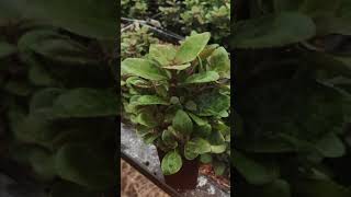 Lobelia Cardinalis Aquarium Plant  Sri lanka  plant gorw home [upl. by Assej]