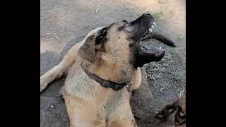 5 Month Old English Mastiff German Shepard quotHankquot wrestling with Boxer quotLokiquot [upl. by Acir]