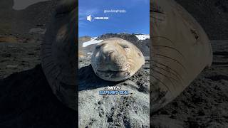 Seal SOUNDS 🔊 Sneezing snoring singing shorts [upl. by Yanel]