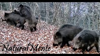 EL CELO DEL JABALÍ 🐗 Wild Boars Mating Season con GardePro E5S [upl. by Yonina719]