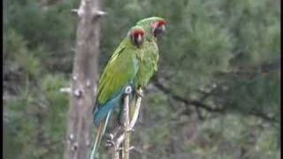 Military Macaw in Chihuahua Mexico [upl. by Oribel]