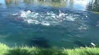 Feeding Barramundi By Townsville Barra Fishing [upl. by Raffaello]