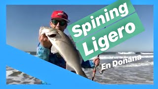 Spinning Ligero en Doñana [upl. by Repinuj]