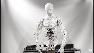 Torso by Clone  Bimanual Android with Artificial Muscles [upl. by Kimmy176]