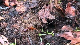 113  Exploring MicroHabitats Life Under Logs Updated see video213 [upl. by Seow]