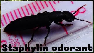 Ocypus sp  Staphylinidae  Staphylin odorant staphylin noir  032017 [upl. by Scrivens400]