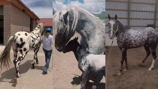 Ultimate APPALOOSA Horse Compilation pt 6 [upl. by Adriena]